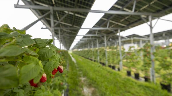 Agri-PV im Braunkohle-Tagebau Bild